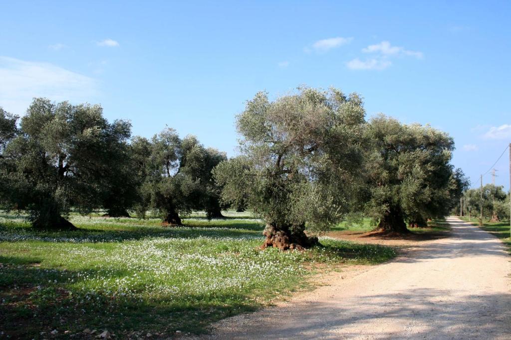 Masseria Morrone ออสตูนี ห้อง รูปภาพ